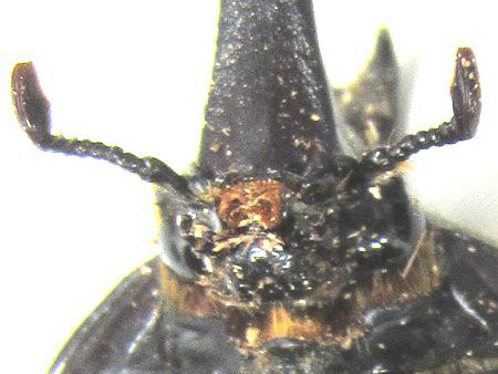 楽天市場】カブトムシ SA048 TST ワイルドグラフィ カブト虫
