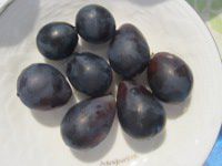 ����p�[�v���s�[�X