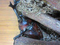 ���Ԃ����