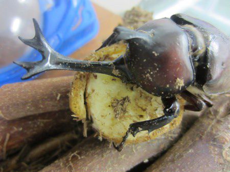 カブトムシ(兜虫)【かぎけんWEB】 カブトムシ(兜虫)【かぎけんWEB】