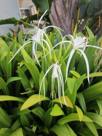 スパイダーリリー Spider Lily かぎけんweb