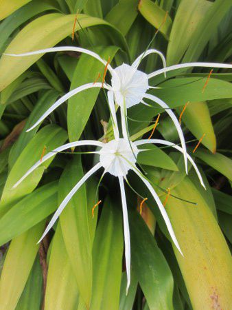 スパイダーリリー Spider Lily かぎけんweb