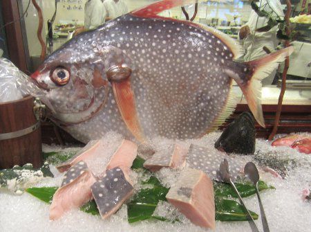 マンボウ 翻車魚 かぎけんweb マンボウ 翻車魚 かぎけんweb