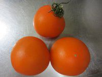 ��F�̃g�}�g