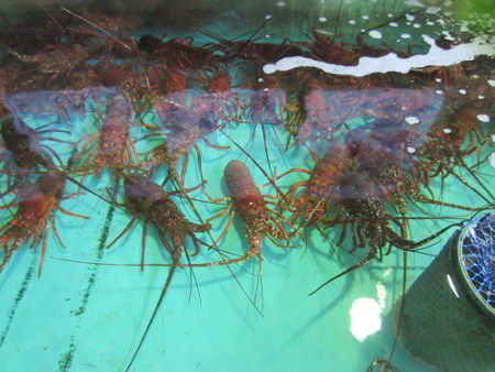 いせえびページ メキシコイセエビ | 市場魚貝類図鑑