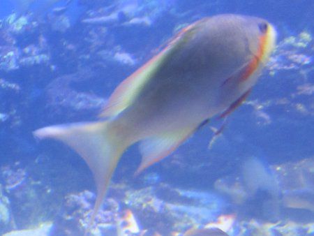 メラネシアンアンティアス Melanesian Anthias かぎけんweb