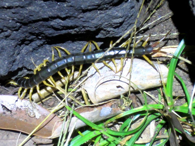 ムカデ 百足 かぎけんweb ムカデ 百足 かぎけんweb