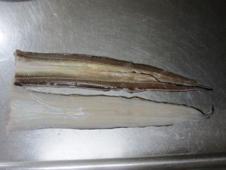 無料印刷可能アナゴ 稚魚 最高の花の画像 無料印刷可能アナゴ 稚魚 最高の花の画像