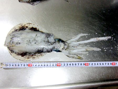 アオリイカ 障泥烏賊 かぎけんweb アオリイカ 障泥烏賊 かぎけんweb