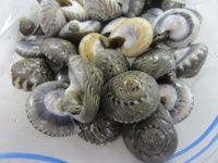 �Ȃ���݁A�܂����A�L�T�S�A�_���x�C�L�T�S�A�L