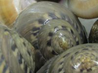 �Ȃ���݁A�܂����A�L�T�S�A�_���x�C�L�T�S�A�L