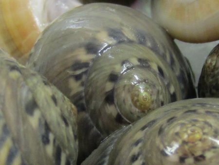 �_���x�C�L�T�S�A�Ȃ���݁A�܂����A�L