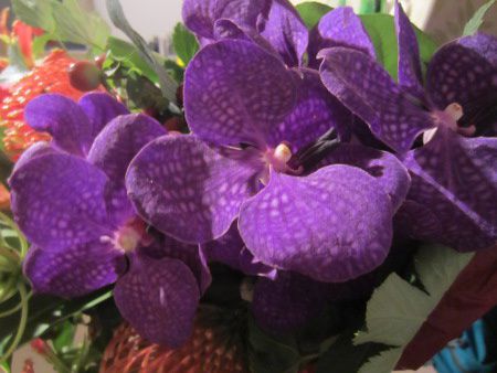 o_(Vanda)4