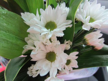 白菊3