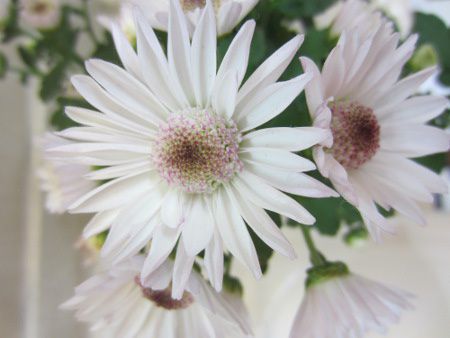 キク(菊)【かぎけんWEB】