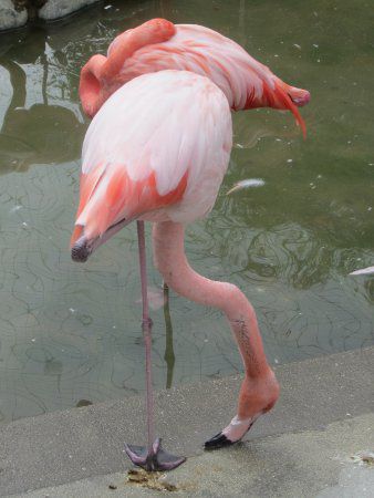 t~S(Flamingo)