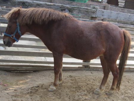 ウマ 馬 ウマは働き者 かぎけんweb