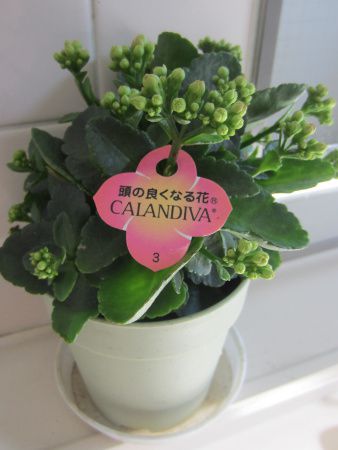 カランコエ Kalanchoe かぎけんweb