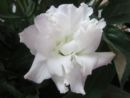 �g���R�M�L���E