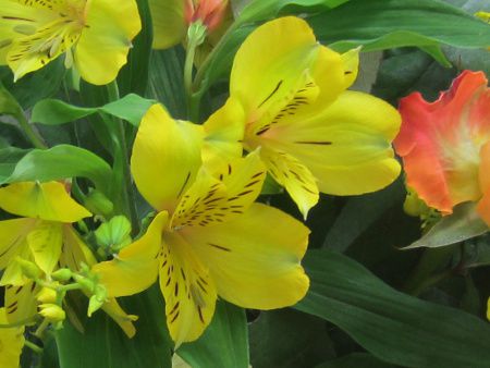 �A���X�g�������A�iAlstroemeria�j