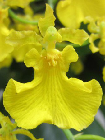 Oncidium