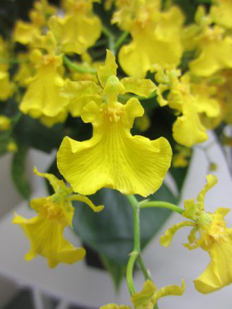 Oncidium
