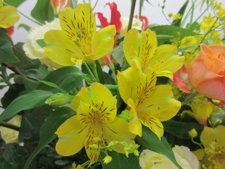 Alstroemeria