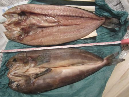 泳ぐホッケから干物のホッケまで ホッケ 魚 かぎけんweb 泳ぐホッケから干物のホッケまで ホッケ 魚 かぎけんweb