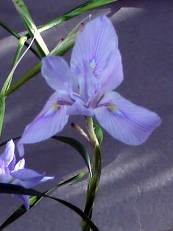 GAE|X^LAiMoraea polystachyaj