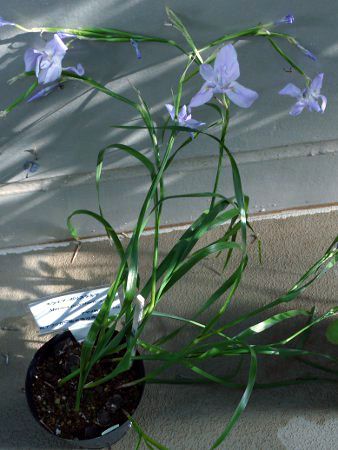 GAE|X^LAiMoraea polystachyaj