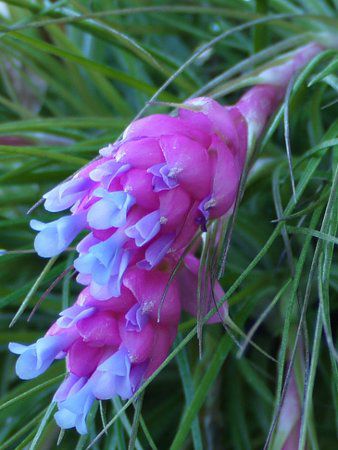 eBWAEXgN^iTillandsia  strictaj