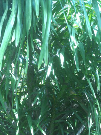 Neuwiedia borneensis