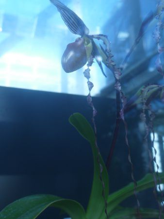 Paphiopedilum sanderianum