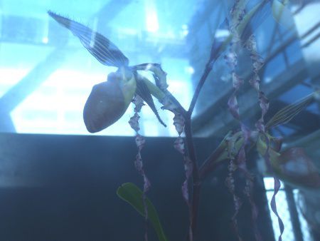 Paphiopedilum sanderianum