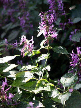 q|GXeXEAX^^(Hypoestes aristata)