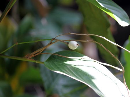 JX^mXy}iCastanospermum australej