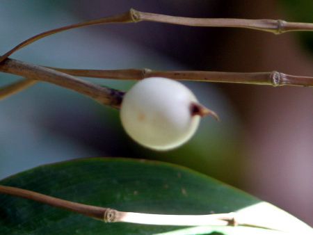 JX^mXy}iCastanospermum australej