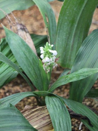 Neuwiedia borneensis