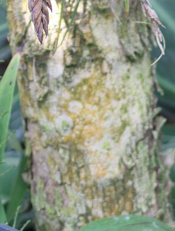 }oV^(dalbergia latifolia)