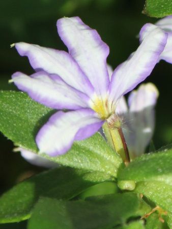 ブルーファンフラワー Blue Fan Flower かぎけんweb ブルーファンフラワー Blue Fan Flower かぎけんweb