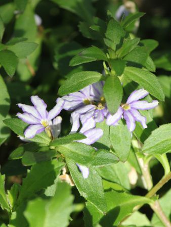 ブルーファンフラワー Blue Fan Flower かぎけんweb