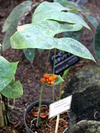 lteBeBXE|C\j[(Naphthytis poissonii)