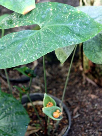 lteBeBXE|C\j[(Naphthytis poissonii)