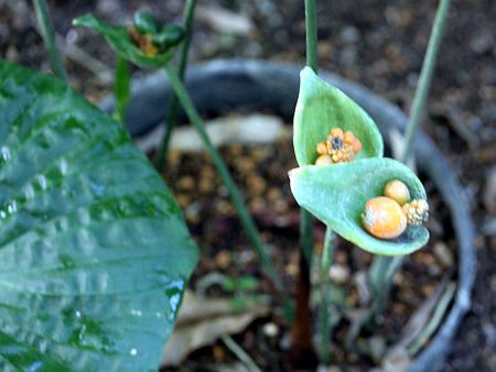 lteBeBXE|C\j[(Naphthytis poissonii)