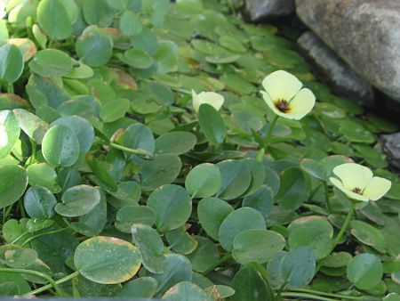 EH[^[|s[(Water Poppy)