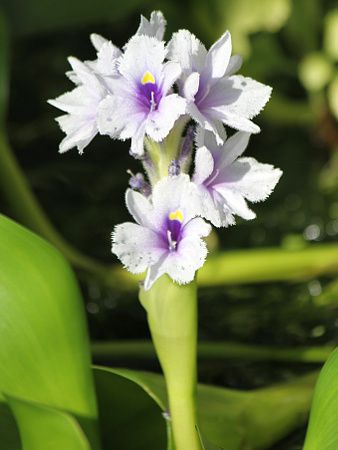 IeAEErtHA(Ottelia ulvifolia)