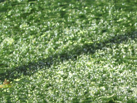 GQAEiX(Egeria najasj