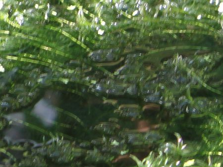 GQAEiX(Egeria najasj