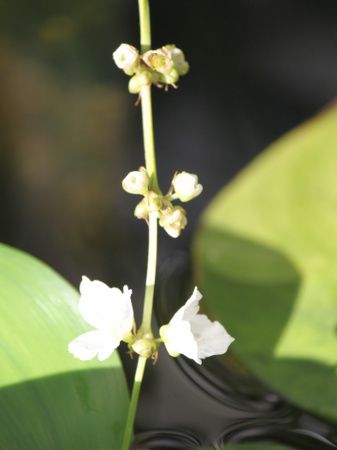 GLmhX A[`lVX (E.argentinensis)