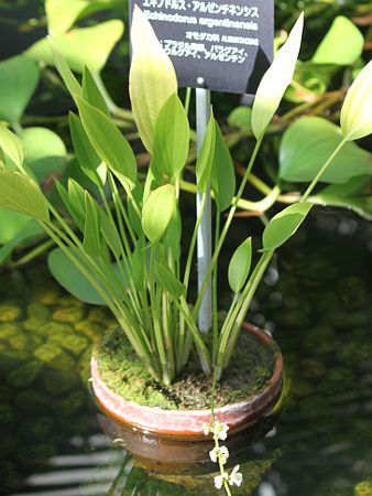GLmhX A[`lVX (Echinodorus argentinensis)